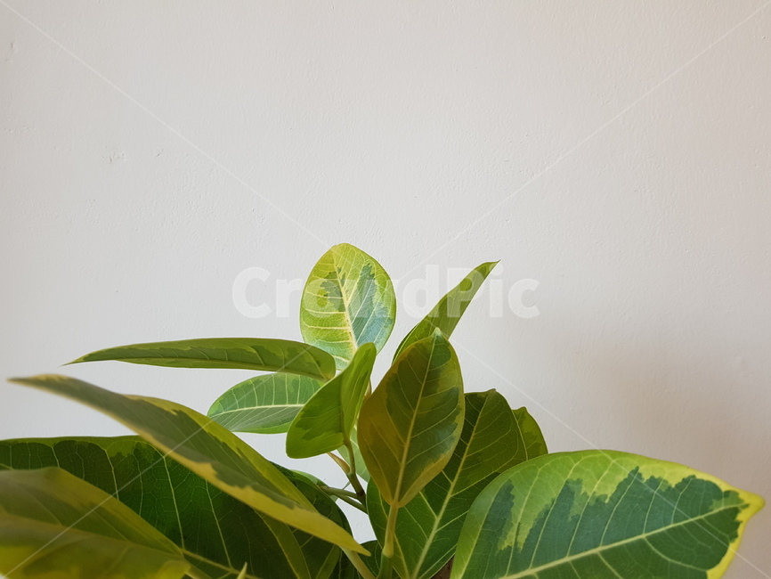 식물,초록,잎,벽,흰색,식물,자연,plants,nature