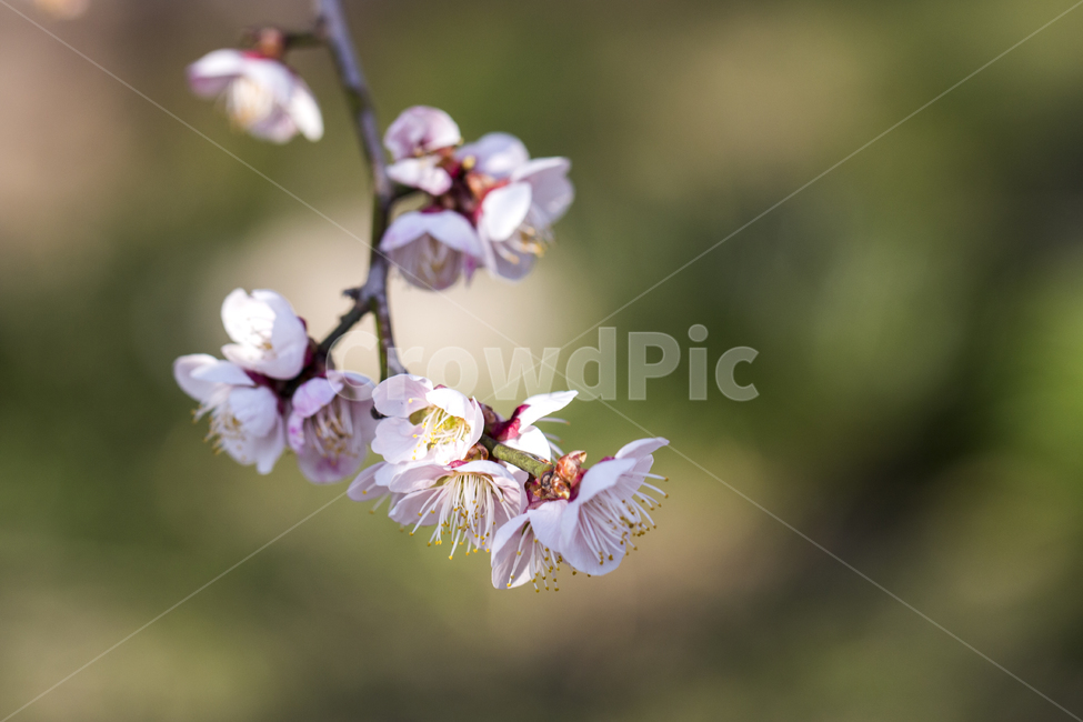 매화,봄,나들이,배경,계절,꽃,자연,식물,한국,봄,계절,spring,season,식물,자연,plants,nature,꽃,flower,plant