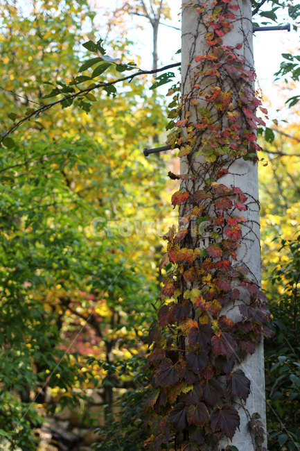 단풍,가을,가을단풍,덩굴,vinecreeper,fallfoliage,autumncoors,fall,autumn,식물,자연,plants,nature