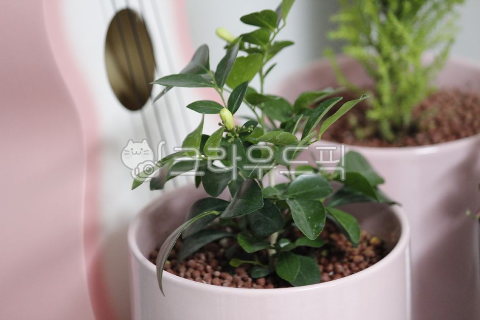 식물,잎,화분,꽃몽우리,두개,우쿠렐레