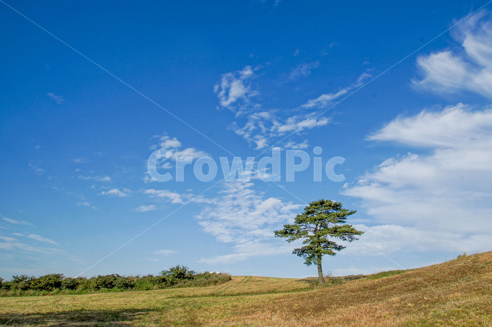 plant,식물,tree,나무,자연,제주도