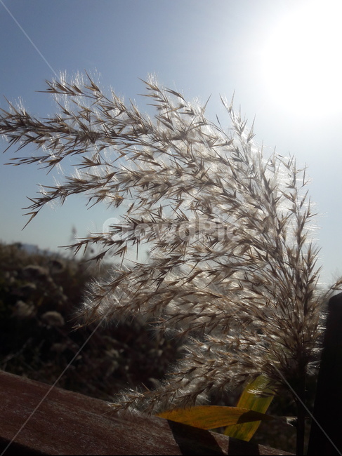 갈대,reed,억새풀,silvergrass,억새,plant,식물,grass,lawn,잔디,가을,가을,계절,fall,autumn,season,식물,자연,plants,nature