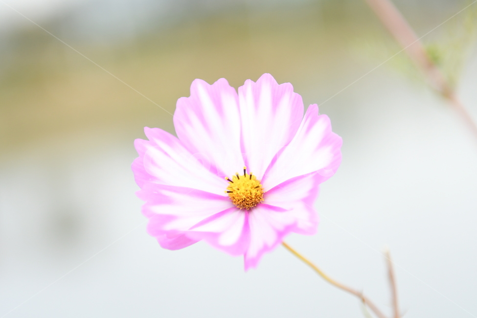 코스모스,가을,꽃,플라워,바탕화면,바람,바람꽃,flower,가을,계절,fall,autumn,season,식물,자연,plants,nature,꽃,flower,plant