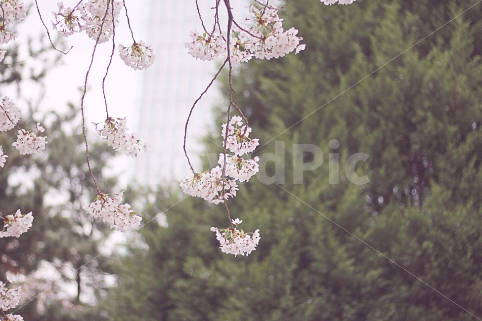 꽃,벚꽃,flower,식물,분홍,pink,봄,계절,spring,season,식물,자연,plants,nature,꽃,flower,plant,blossom,cherry blossom