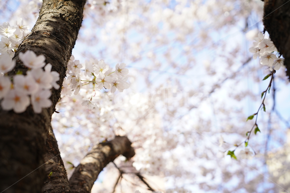 꽃,벚꽃,봄,계절,플라워,화이트,흰색,하얀색,생물,감성,느낌,식물,flower,spring,white,봄,계절,spring,season,식물,자연,plants,nature,꽃,flower,plant,blossom