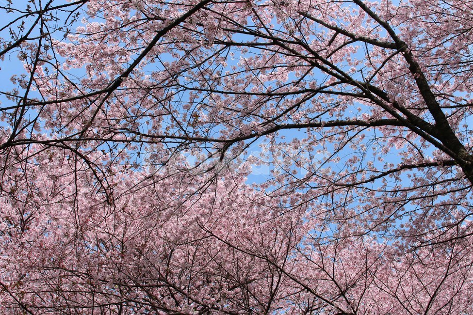 꽃,식물,자연,자연물,감성,flower,nature