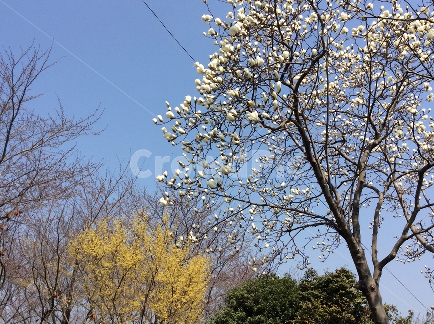 봄,아름다움,2018,꽃,따스한,봄,계절,spring,season,식물,자연,plants,nature,나무,trees,wood,plant,tree