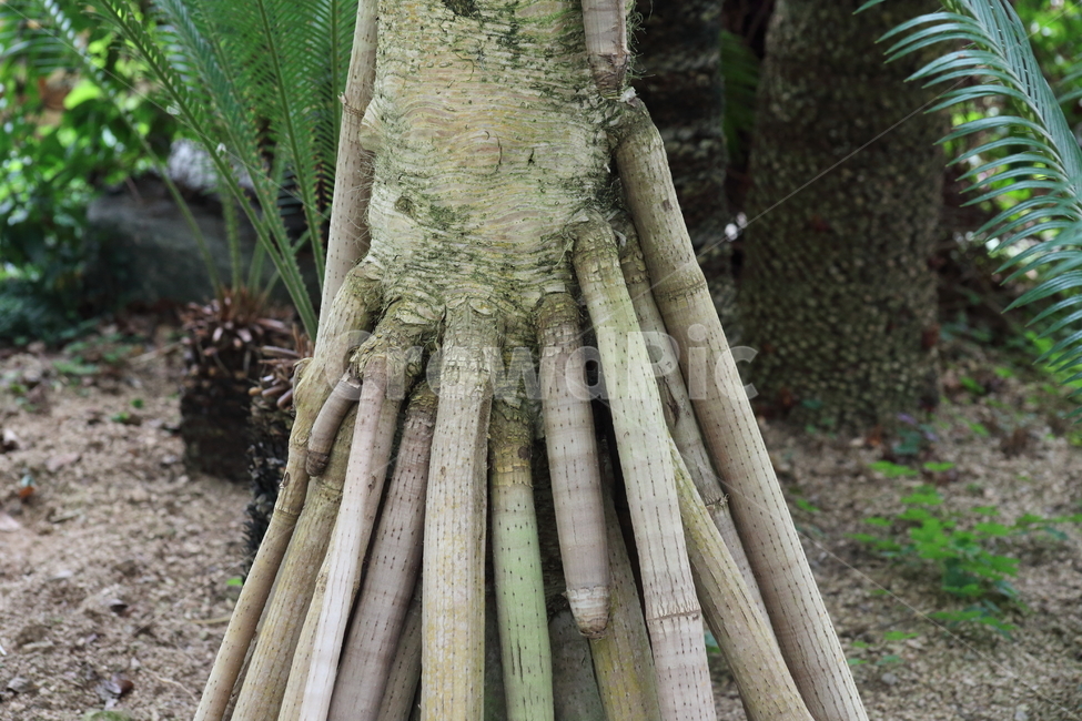 판다누스,식물,수목원,screwpine,pandanales,나무,trees,wood