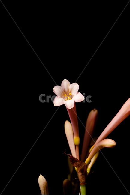 꽃,flower,flow,봄꽃,flowerphotography,식물,자연,plants,nature,꽃,flower