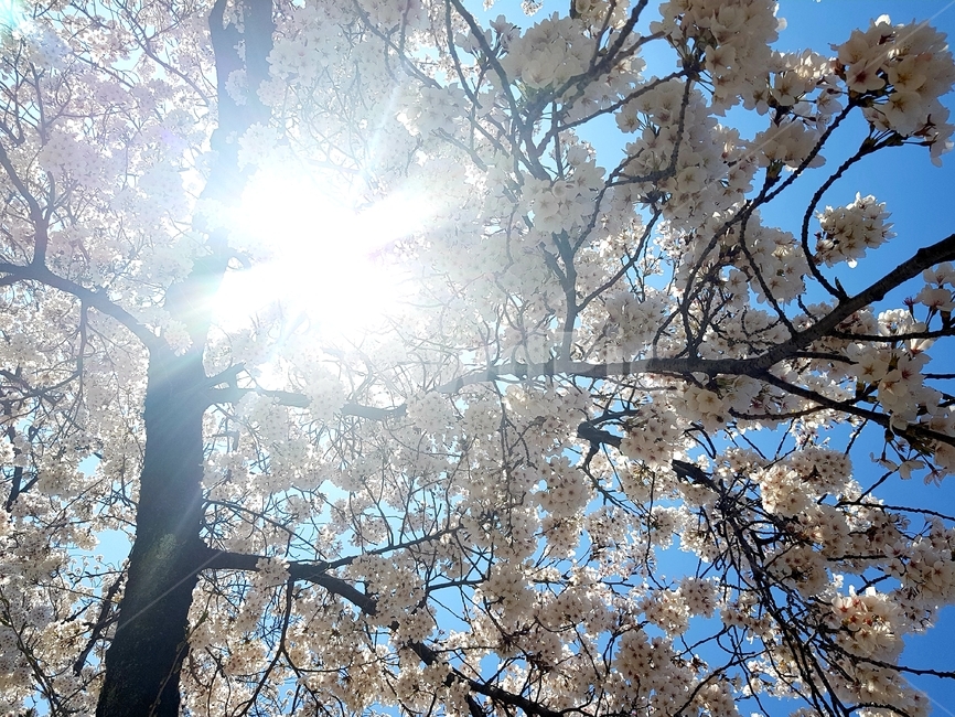 벚꽃,풍경,하늘,감성,꽃,봄,계절,spring,season,식물,자연,plants,nature,꽃,flower,flare,플레어,light,빛