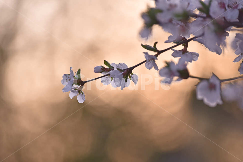 pink,Spring background,ornamental,spring flowers,season,flowers,blossom,Dusk,cherry tree flower,springflowers,flower,outdoor,outdoors,background,plant,sunset,tree flower,nightfall