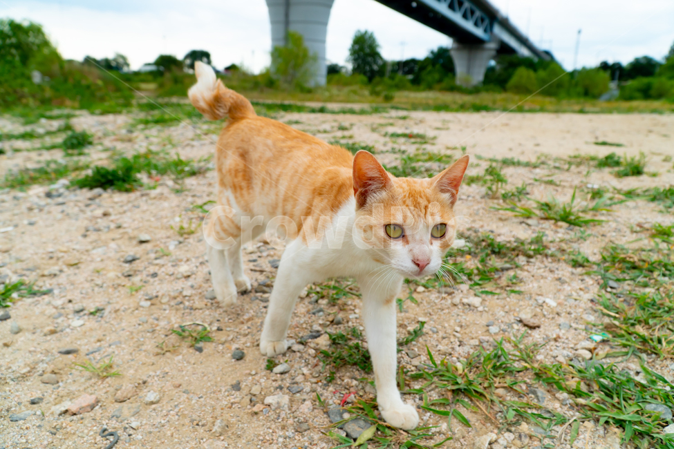 고양이,길고양이,길냥이,동물,애완동물,자연,생명,야생,야생동물,포유류,노랑이,얼룩이,애교,cat,kitty,kitten,neko,gato,streetcat,wildcat,wildanimal,cute,lovely,beauty,nature,pet,animal
