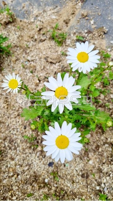 마가렛꽃,꽃,daisy,flower,작은꽃