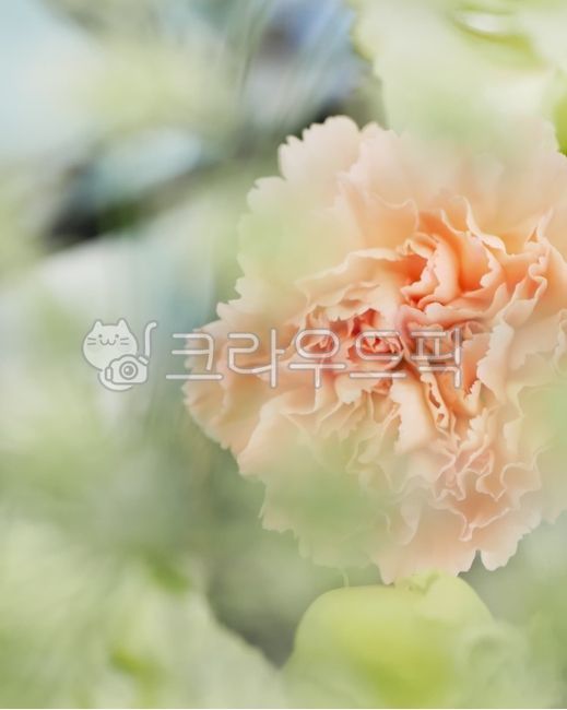 blossom,romantic,Loveliness,wedding flower,plant,flower arrangement,carnation,Emotion,flower