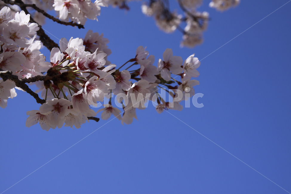 벚꽃,봄,하늘,바탕화면,배경화면,자연,계절,plants,nature,spring,season,flaower,봄,계절,spring,season,식물,자연,plants,nature,꽃,flower,plant,blossom