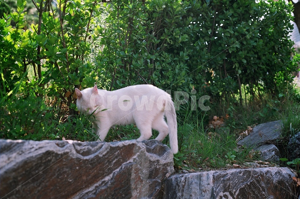 고양이,길고양이,야생,동물,숲,野良猫,猫,동물,animal,포유류,mammal,고양이,cat,kitten,kitty