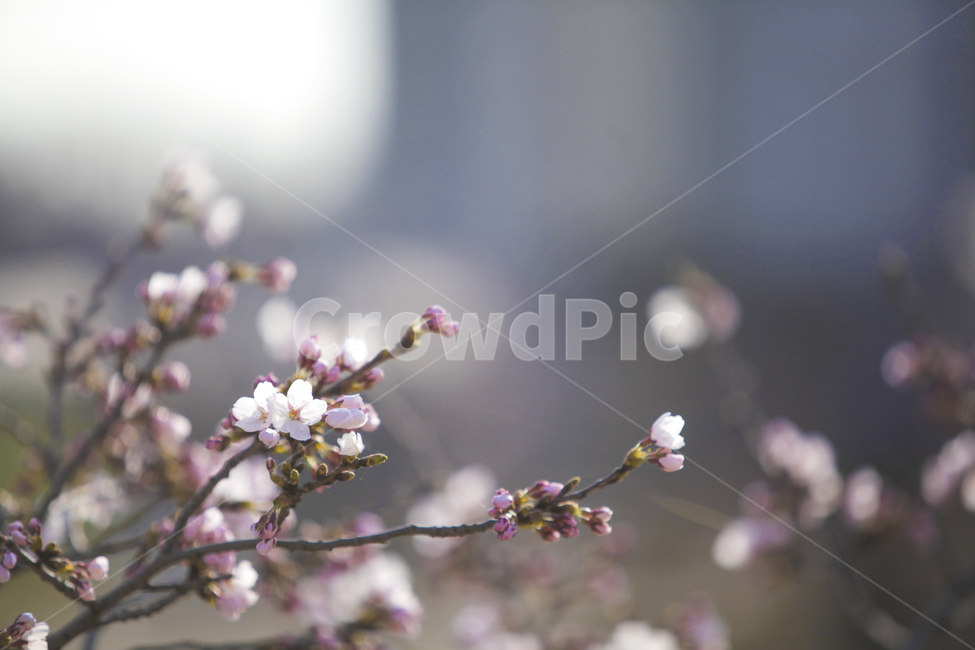 spring flowers,sunshine,flower bud,flower tree,pink flower,flower