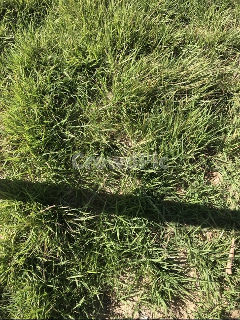 잔디,grass,green,풀,자연,자연,풍경,nature,landscape,plant,식물,vegetation,초목,lawn