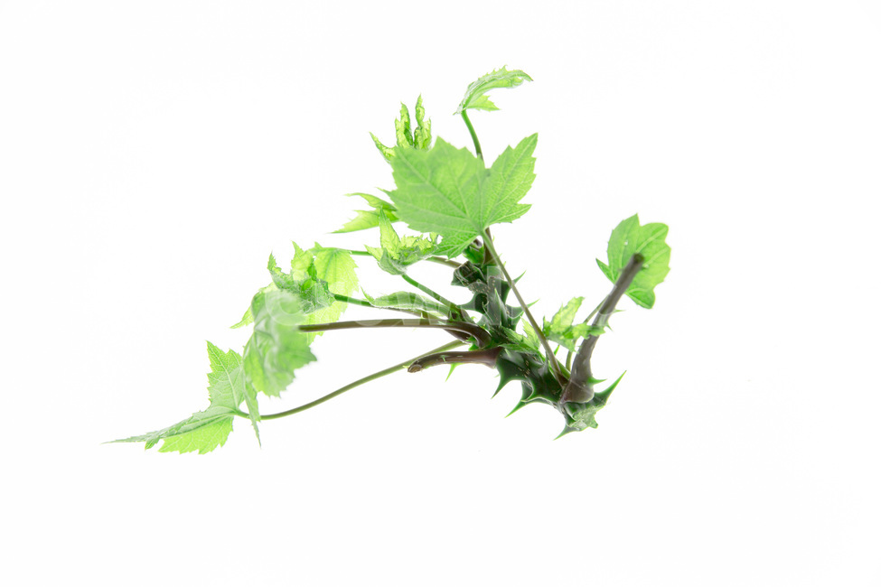 생명,잎사귀,새싹,감성,봄,식물,자연,plants,nature,누끼,remove background