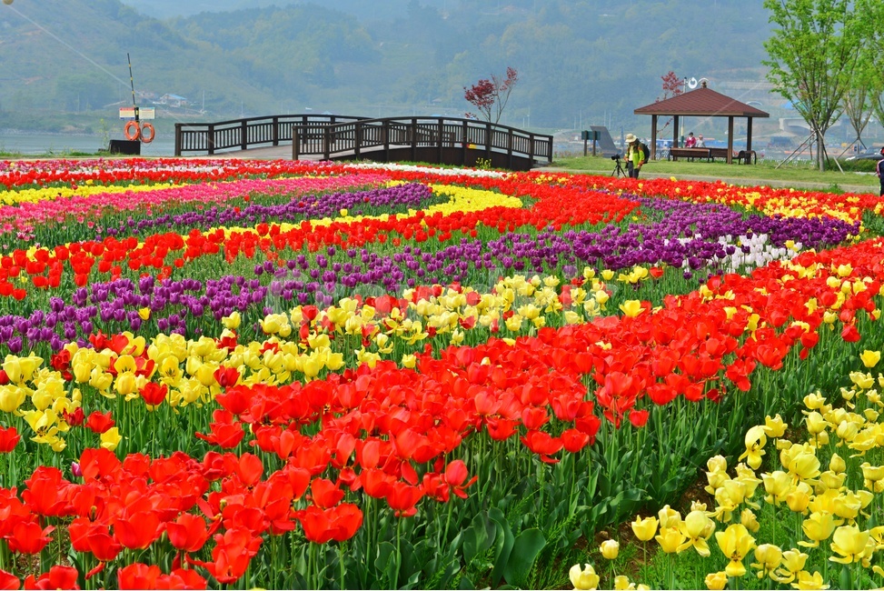 plant,식물,flower,blossom,꽃,tulip,튤립,경남,하동,튤립축제장,튤립툭제,하동튤립축제,둔치,강변둔치,섬진강변,식물,자연,plants,nature,꽃,flower