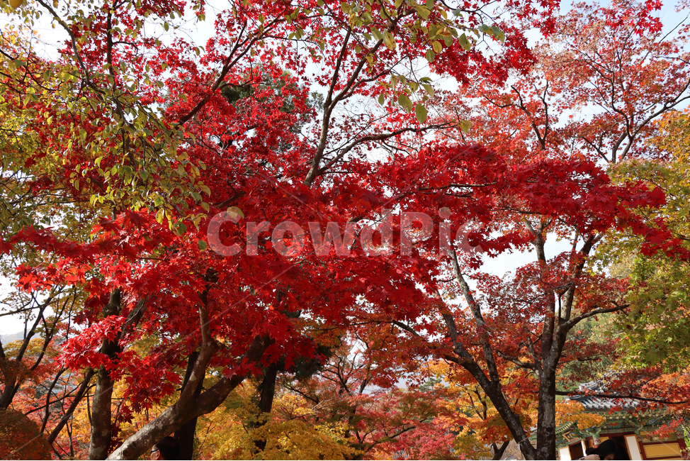 가을,단풍,나무,식물,autumn,fall,tree,plant,leaf,maple,가을,계절,fall,autumn,season