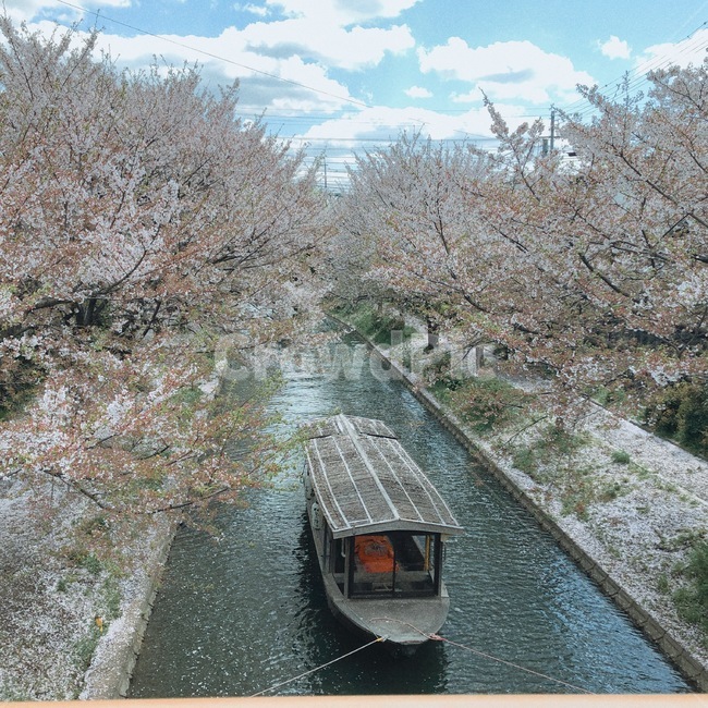 봄,벚꽃,강,풍경,꽃놀이,봄,계절,spring,season
