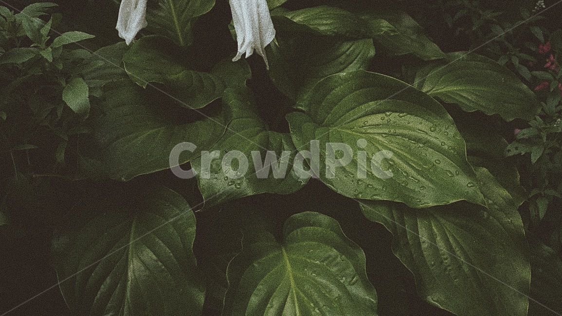 leaf,plant,식물,잎,감성,자연,나무,green