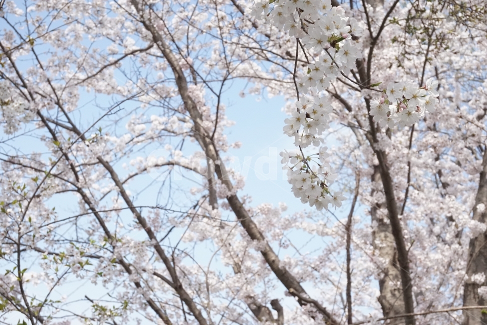 봄,계절,벚꽃,자연,핑크,분홍,봄,계절,spring,season,식물,자연,plants,nature,꽃,flower,나무,trees,wood,plant,blossom,cherry blossom