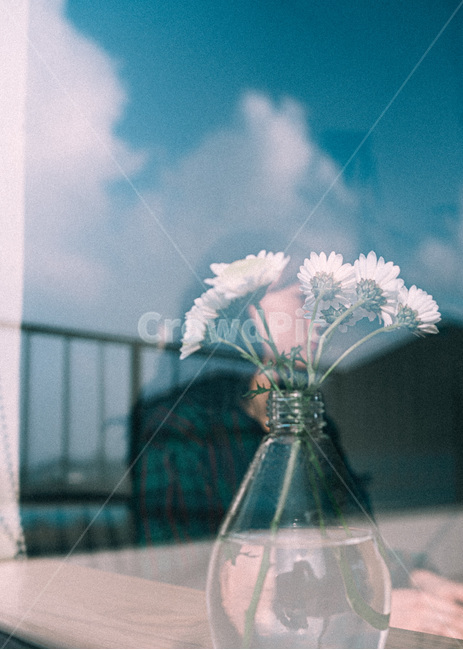 식물,화분,인간,사람,감성,실내용화초,화분,화초,house plant