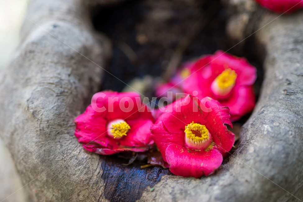 풍경,동백,꽃,flower,감성,식물,자연,plants,nature,꽃,flower,감성,sensible,feeling