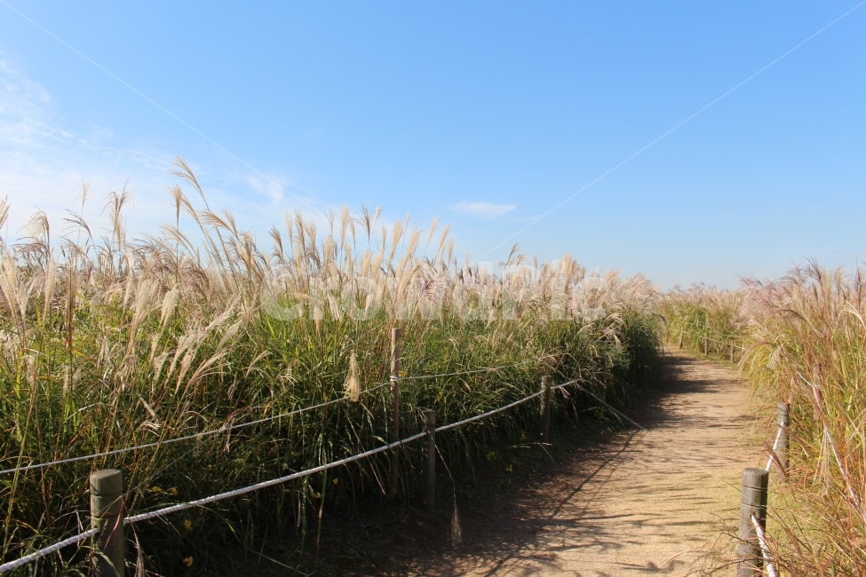 가을,하늘,구름,억새,산책,힐링,가을,계절,fall,autumn,season,자연,풍경,nature,landscape,grass,잔디,plant,식물,lawn