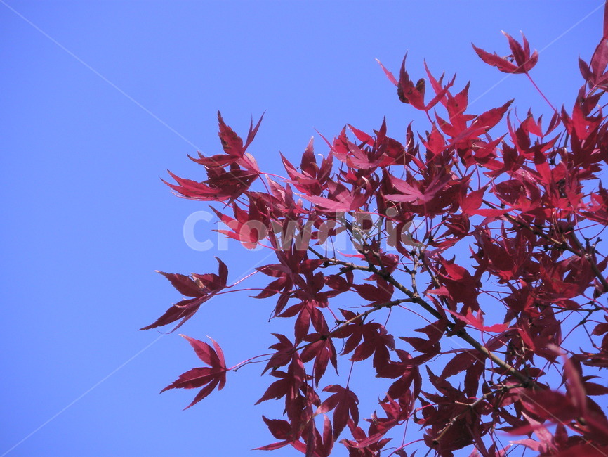 plant,식물,leaf,잎,tree,나무,maple,단풍,가을,계절,하늘,푸른색,blue,sky,autumn,가을,계절,fall,autumn,season