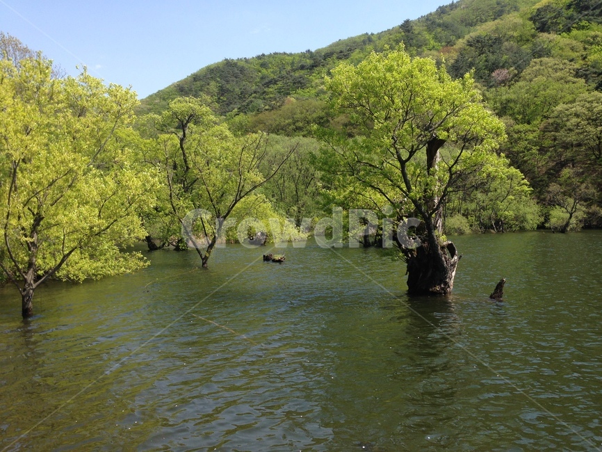 주산지,주왕산,저수지,인공저수지,왕버들,버드나무,수중,물속,청송,한국,jusanji,juwangsan,reservoir,artificialreservoir,weepingwillow,koreanweepingwillow,underwater,water,cheongsong,korea