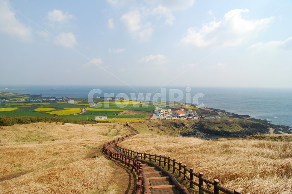 봄,봄풍경,제주도,제주,유채,유채밭,풍경,하늘,배경,백그라운드,봄이미지,봄사진,풍경사진,계절,여행,넓은,드넓은,광활한,와이드,파노라마,바다,섬,우도,집,주택,전원,전원주택,마을,갈대,갈대밭,계단,길,산책,산책로,관광,목책,한국,자연,자연,풍경,nature,landscape,한국자연풍경,한국자연경관,korea nature landscape,제주도,jeju,jeju island,outdoors,옥외,scenery,경치