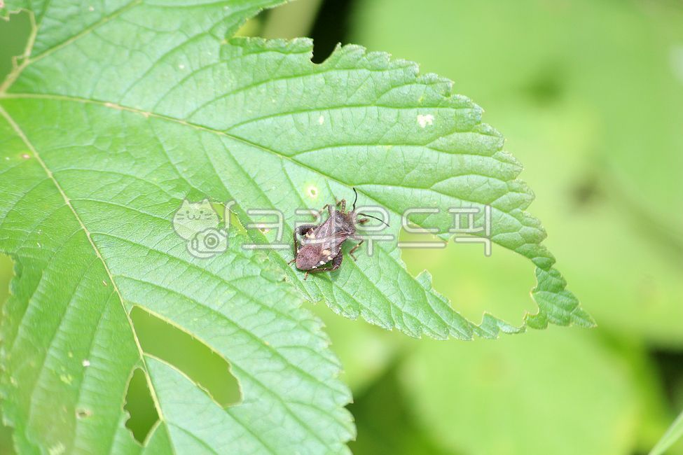 insect, 곤충, animal, 동물, 무척추동물, 사진,이미지,일러스트,캘리그라피 - benjamin작가