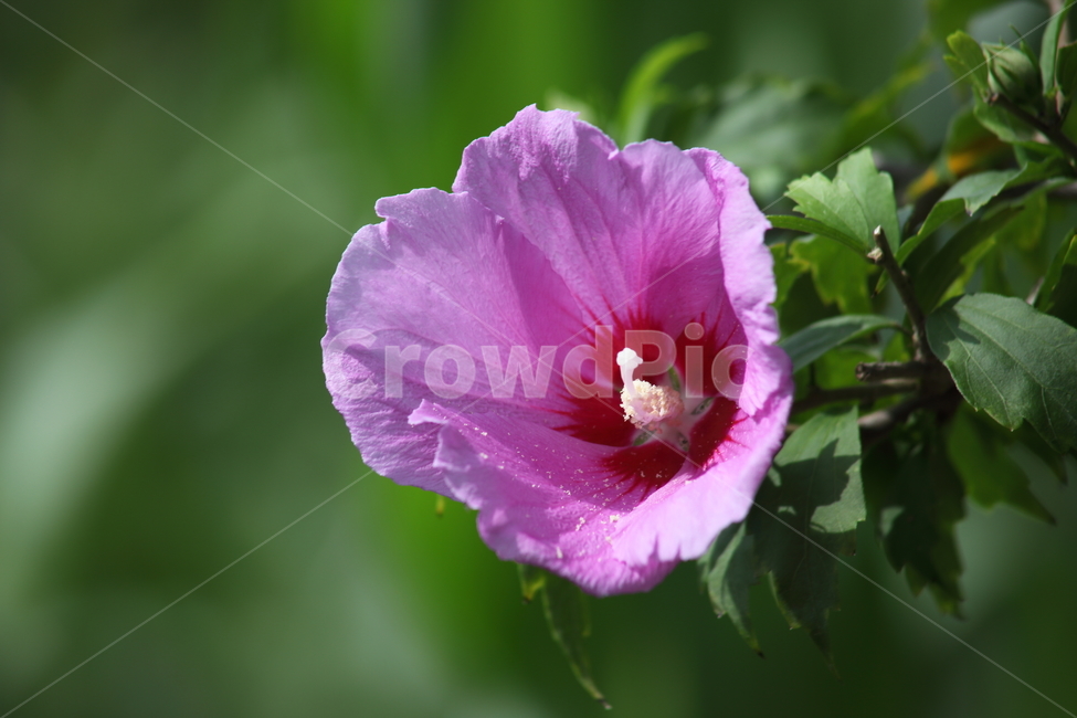 꽃,무궁화,식물,roseofsharon,목근화