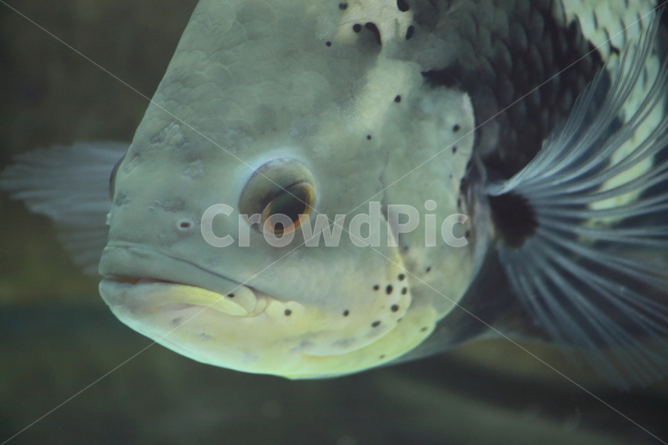 물고기,담수어,열대어,동물,fish,tropicalfish,자이언트구라미,GiantGourami,동물,animal,어류,물고기,fish
