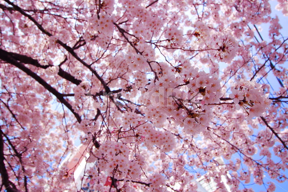 벚꽃,봄,배경,cherryblossom,풍경