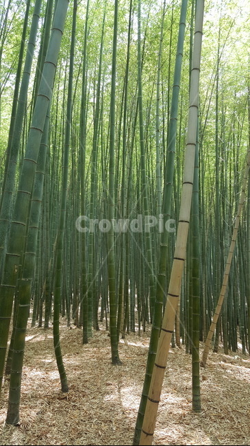 식물,나무,대나무,숲,대나무숲,자연,풍경,nature,landscape,plant