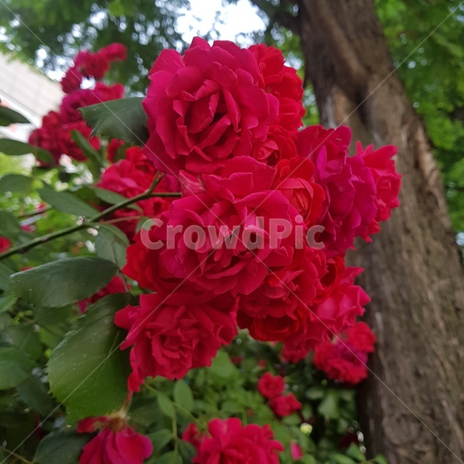 장미,로즈,꽃,빨간색,rose,red,장미꽃,자연,식물,flower,꽃말,나무,가시,생화,개화시기,여름,여름에피는꽃