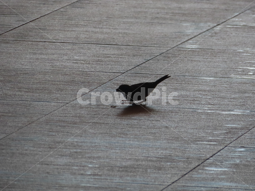 참새,참새그림자,참새실루엣,sparrow,새,새그림자,동물,animal,조류,새,birds