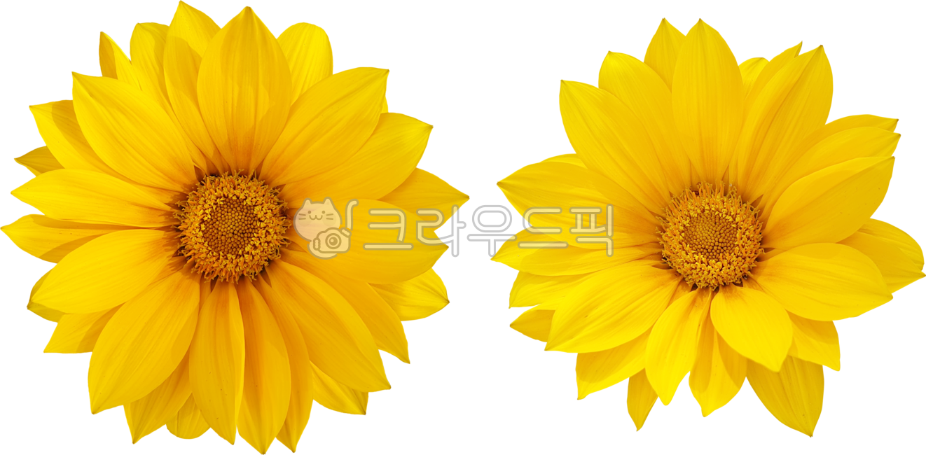 가자니아,gazania,꽃,flower,꽃잎,leaves,블로섬,노랑,bloom,yellow,식물,개화