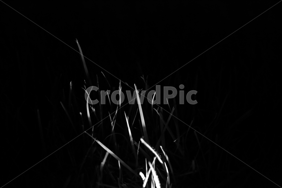 감성사진,흑백,풀,자연,콘트라스트,식물,자연,plants,nature,흑백,모노톤,monochrome,black and white