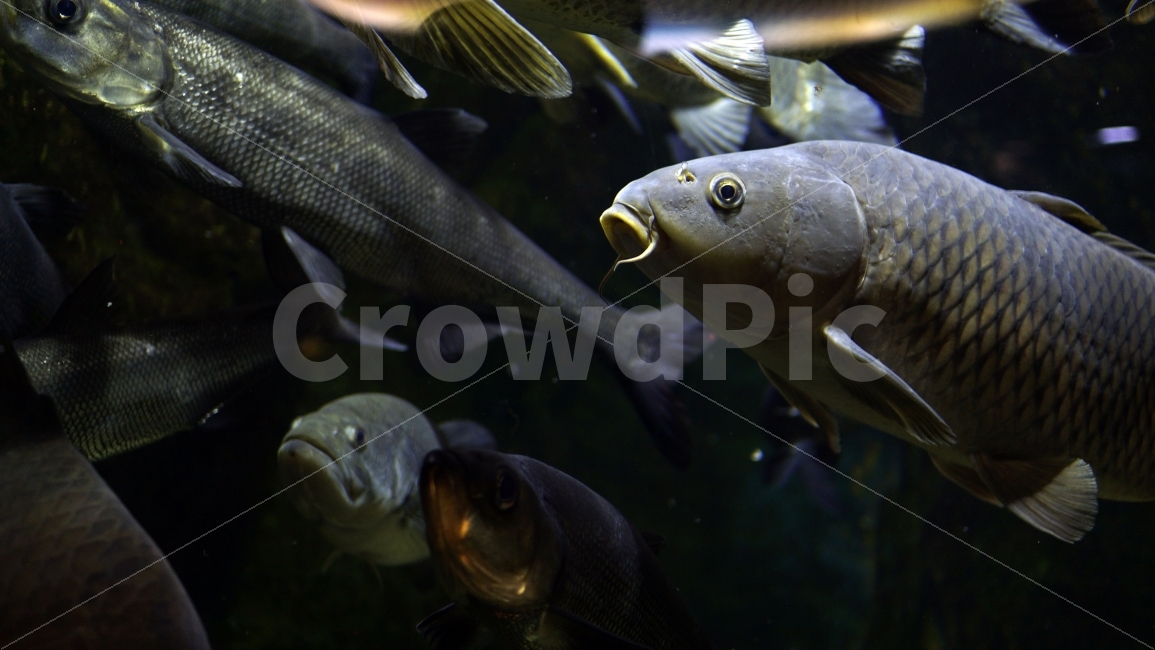 물고기,잉어,열대어,붕어,생선,어류,수족관,낙시,fish,어항,금붕어,수산,해양,바다,생물,동물,물속,바다속,바닷속,animal,수중,생명,자연,nature,물결,동물,animal,어류,물고기,fish