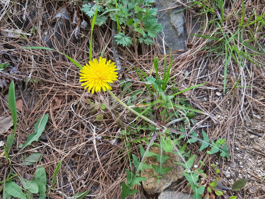 민들레,봄,spring,들꽃,꽃,flower,dandelion,식물,자연,plants,nature,꽃,flower
