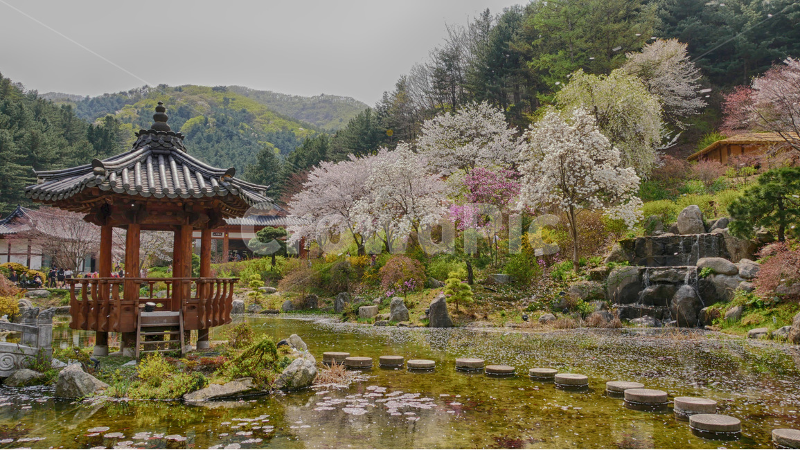 가평,아침고요수목원,한국정원,정자,풍경,벚꽃,한국풍경,봄,계절,spring,season,자연,풍경,nature,landscape,한국자연풍경,한국자연경관,korea nature landscape,한국전통,한국문화,korean traditional,korean culture,plant,식물