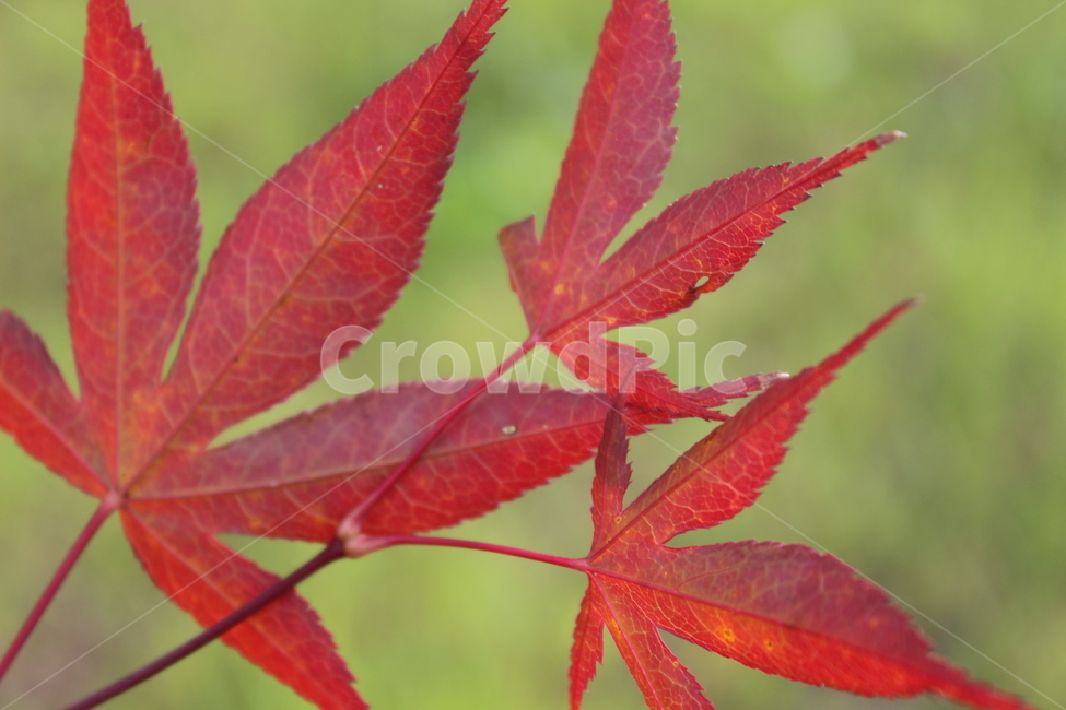 plant,식물,leaf,단풍,maple,가을,계절,fall,autumn,season,잎,tree,나무