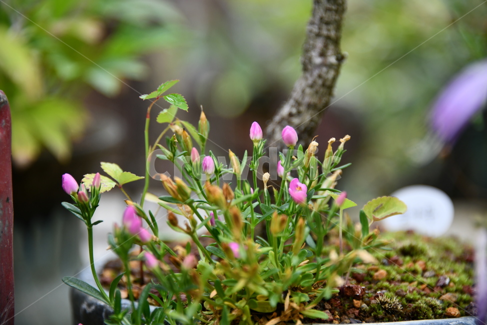 꽃,자연,식물,야생화,nature,flower,감성,feeling,배경,백그라운드