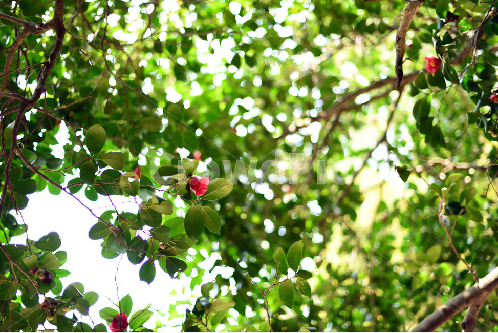 햇살,동백,꽃,선샤인,붉은꽃,기분좋은,밝은,식물,자연,plants,nature,꽃,flower