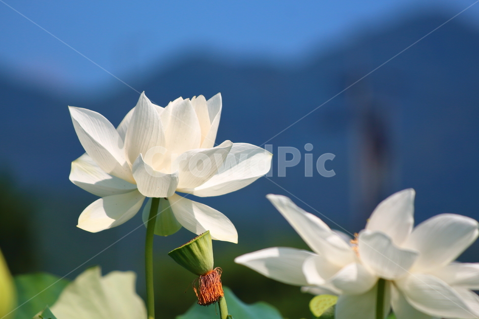 연꽃,꽃,자연,화이트,흰색,식물,풀,green,white,flower,식물,자연,plants,nature,꽃,flower